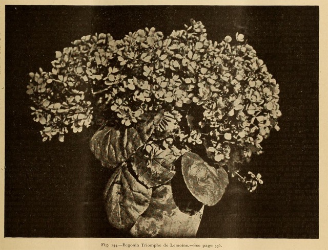 B. ‘Triomphe de Lemoine’